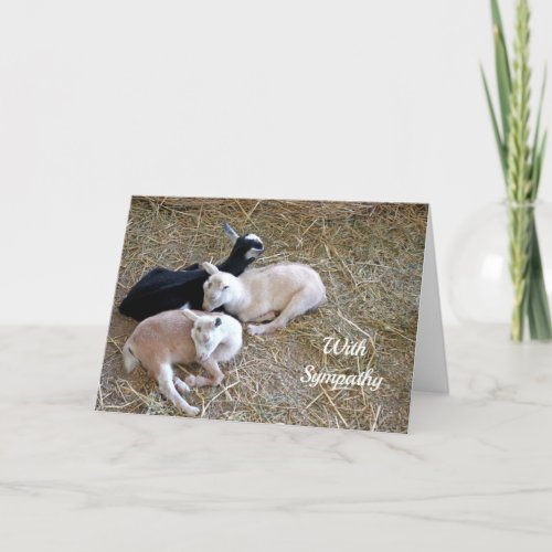 Goats Sleeping Hay Sympathy Card