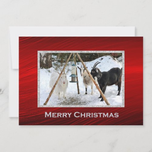 Goats Snow Feeder Photo Christmas Flat Holiday Card