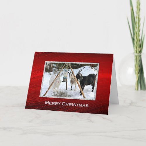 Goats Snow Feeder Photo Christmas Holiday Card