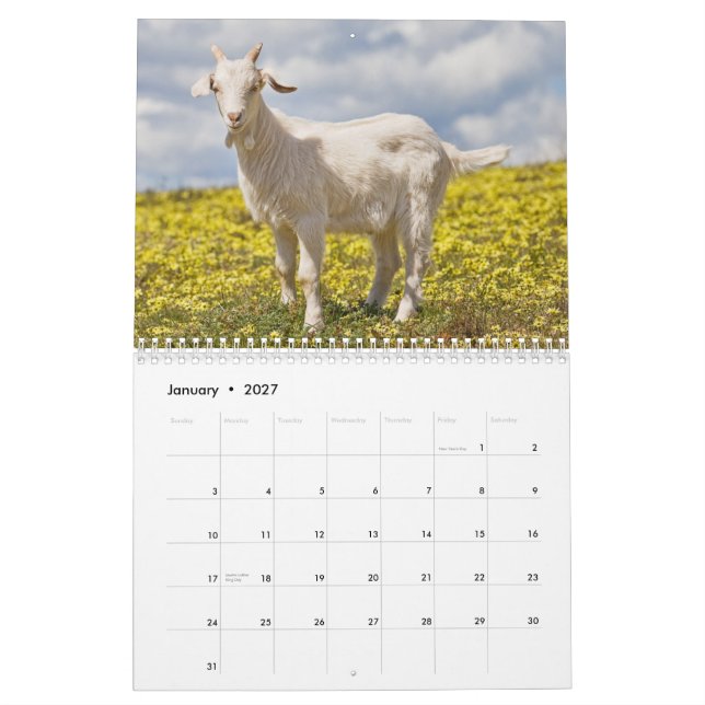 Goats Wall Calendar (Jan 2027)