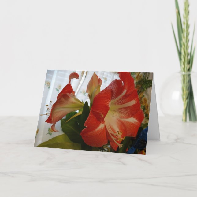 God's Favor, Stargazer Amaryllis Card (Front)