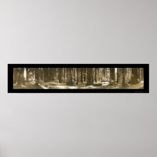 Gods Handiwork Redwood Photo 1912 Poster
