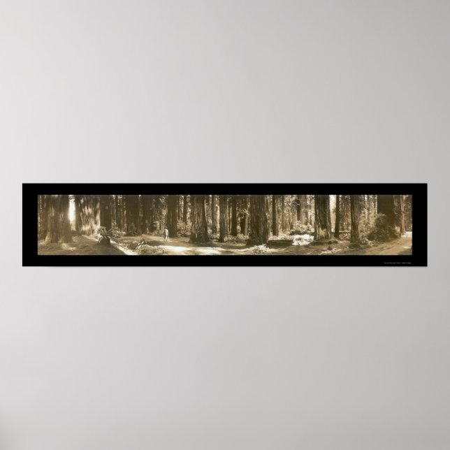 Gods Handiwork Redwood Photo 1912 Poster (Front)