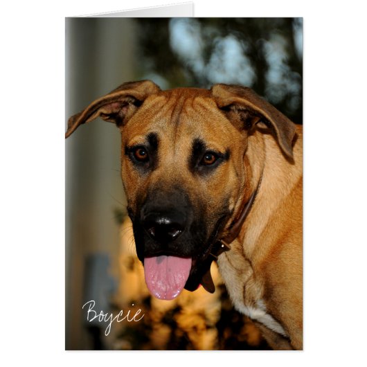 GOE_3425, Boycie (Front)