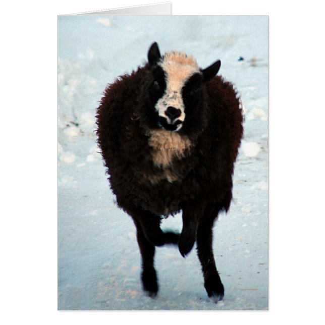 Going for the Gold (Front)