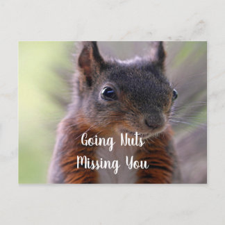Going nuts Missing You Squirrel Postcard