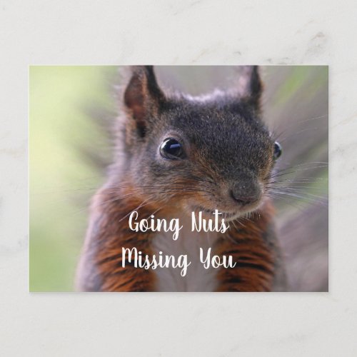 Going nuts Missing You Squirrel Postcard