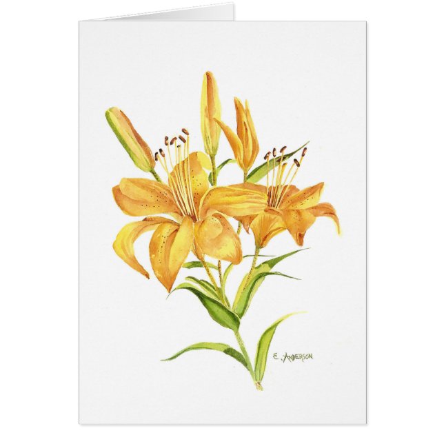 Gold and orange tigerlily watercolor (Front)