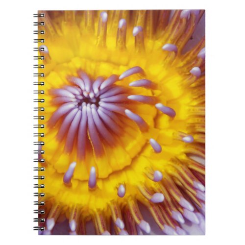 Gold and Purple Lily Flower Closeup Notebook