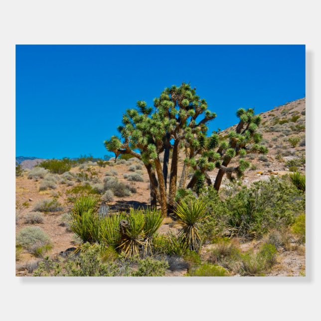 Gold Butte National Monument Foam Board (Front)