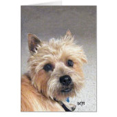 Gold Cairn Terrier (Front)