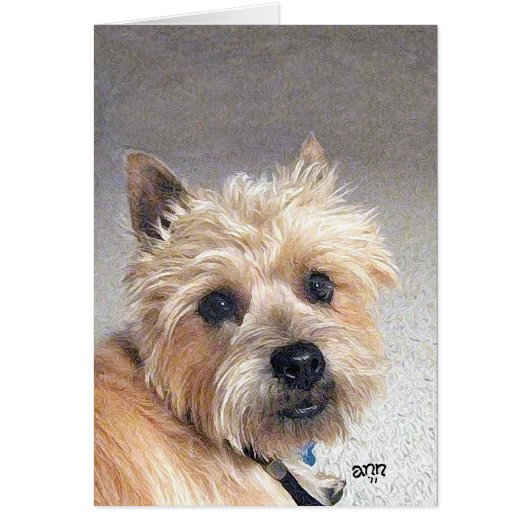 Gold Cairn Terrier Cards (Front)