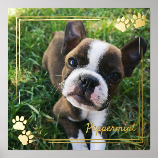 Gold Dog Paw Print Frame Dog Photo & Name (Front)