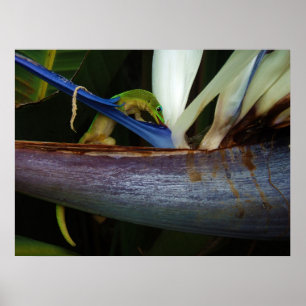 Gold dust day Gecko at Flower Poster