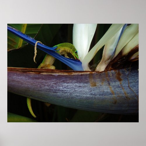 Gold dust day Gecko at Flower Poster