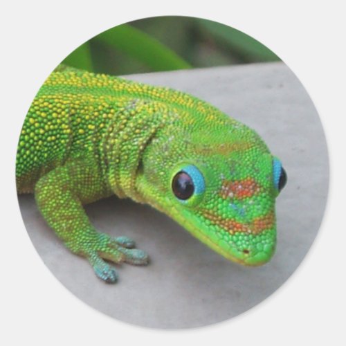 Gold Dust Day Gecko  Audition and Get Some Gecko Classic Round Sticker