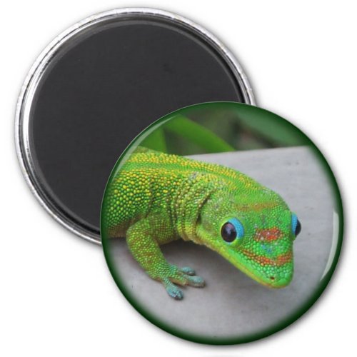 Gold Dust Day Gecko  Audition and Get Some Gecko Magnet