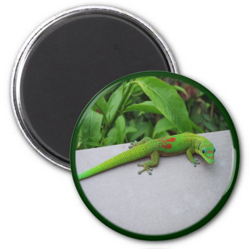 Gold Dust Day Gecko  Audition and Get Some Gecko Magnet