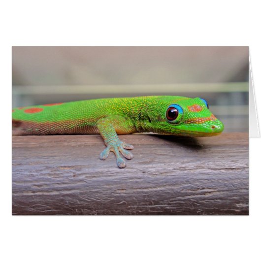 Gold Dust Day Gecko Cards (Front Horizontal)