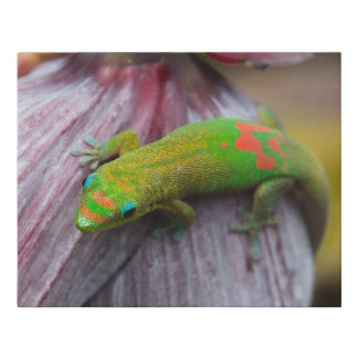 Gold Dust Day Gecko Faux Canvas Print