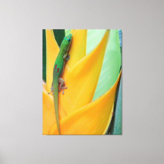 Gold Dust Day Gecko on a Heliconia Canvas Print (Front)