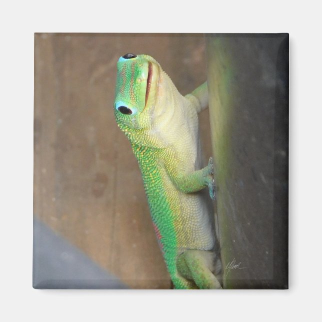 Gold Dust Day Gecko Photo  Magnet (Front)