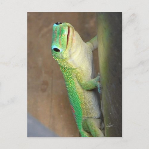 Gold Dust Day Gecko Photo  Postcard