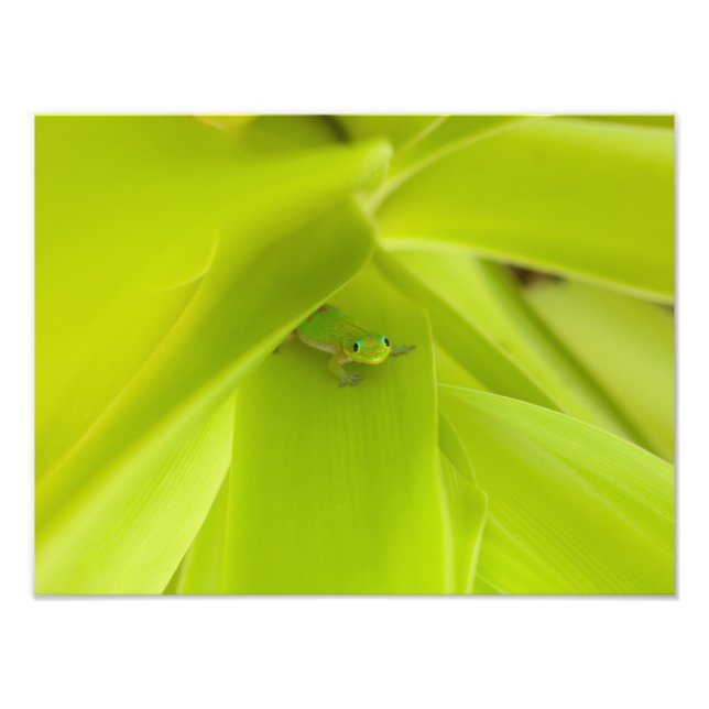 Gold Dust Day Gecko Photo Print (Front)