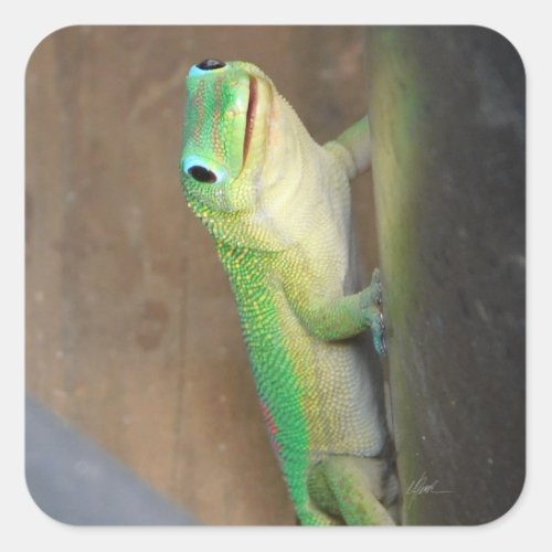 Gold Dust Day Gecko Photo  Square Sticker