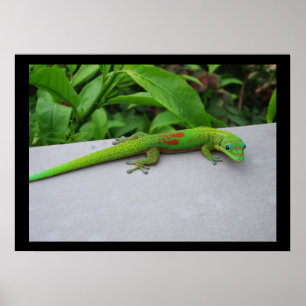 Gold Dust Day Gecko Poster