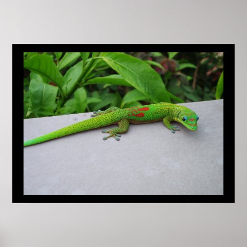 Gold Dust Day Gecko Poster