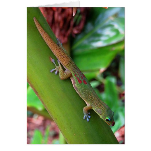 Gold Dust Gecko (Front)