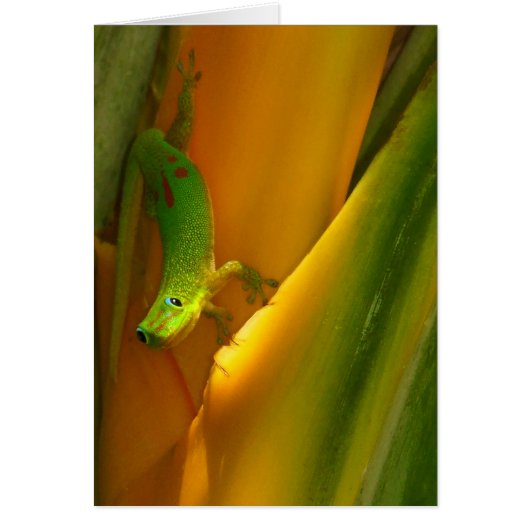Gold Dust Gecko Cards (Front)
