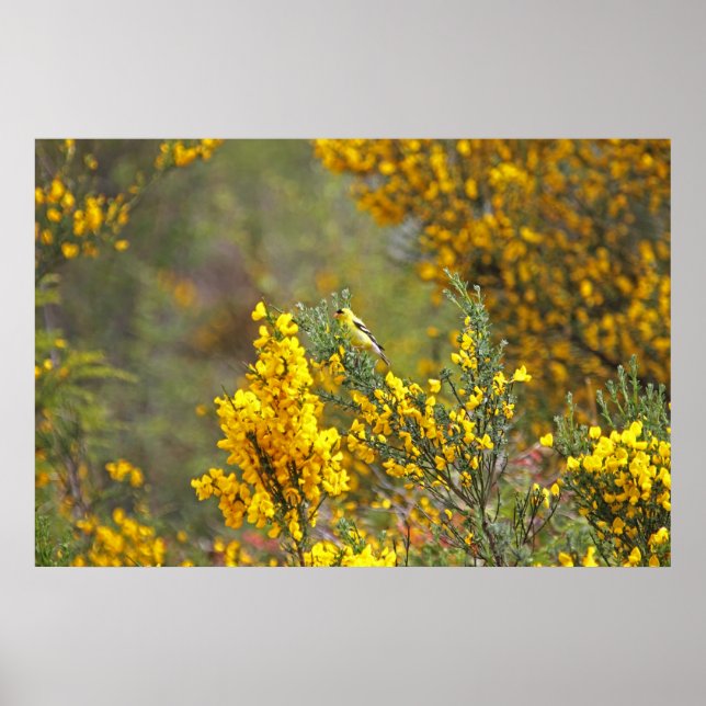 Gold Finch and Yellow Flowers Poster (Front)