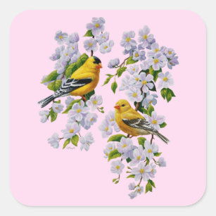 Gold Finch Birds & Apple Tree Pink Square Sticker
