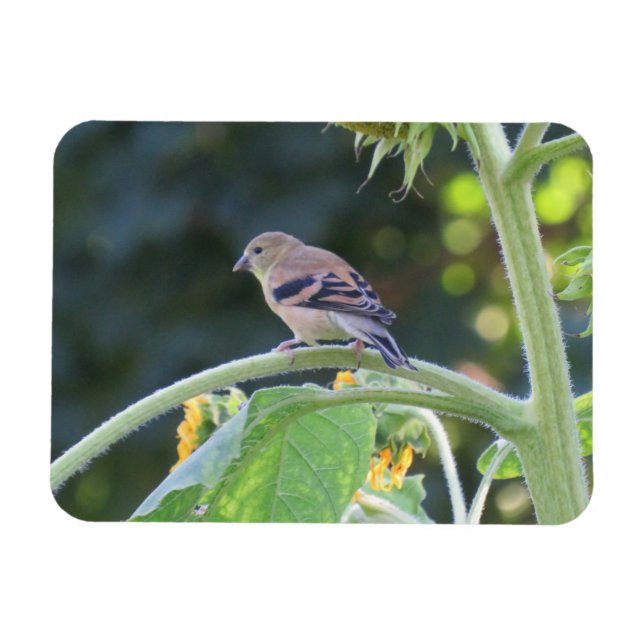 Gold Finch Female On A Sunflower Magnet (Horizontal)