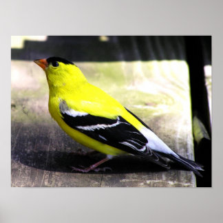 Gold Finch Poster / Print