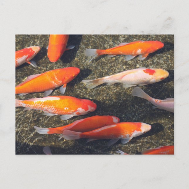 Gold Fish Postcard (Front)