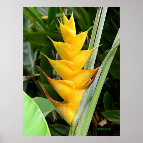 Gold Heliconia Poster