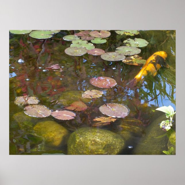 Gold Koi in Lily pond  Poster (Front)