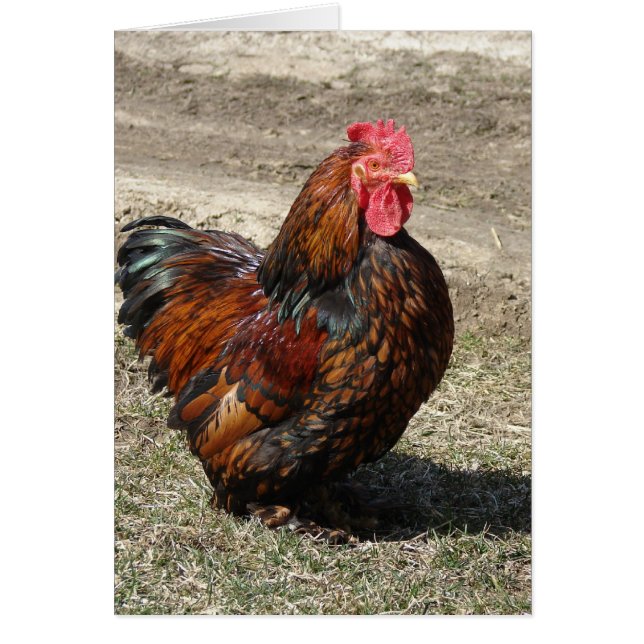 Gold Laced Bantam Cochin Rooster Cards (Front)