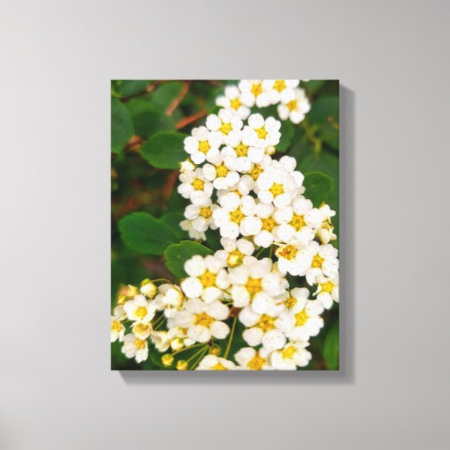 Gold-leaf Spirea Canvas Print (Front)