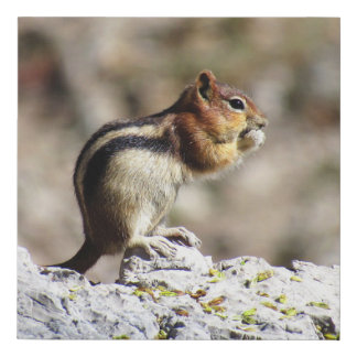 Gold-Mantled Ground Squirrel Faux Canvas Print