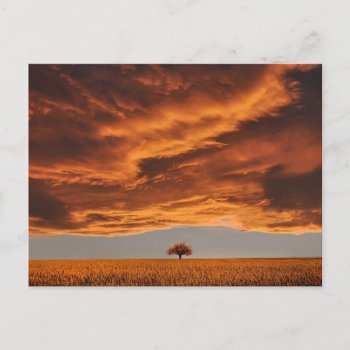 Gold Over The Sad Tree Cloud Postcard by The_best_in_Nature at Zazzle
