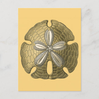 Gold Sand Dollar Postcard
