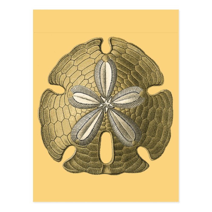 Gold Sand Dollar Postcards