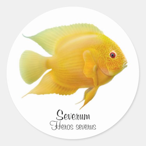 Gold Severum Cichlid Sticker