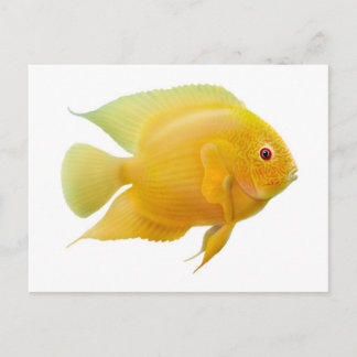Gold Severum Postcard