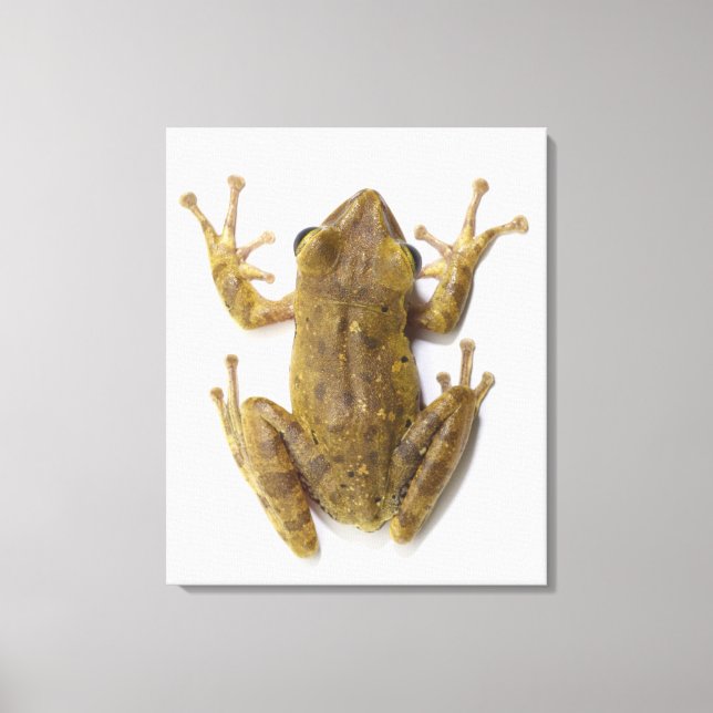 Gold tree frog canvas print (Front)