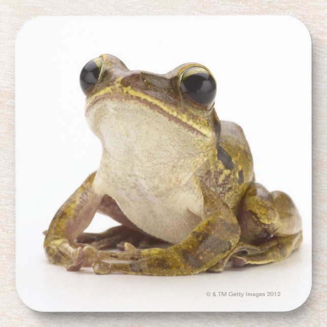 Gold tree frog drink coaster (Front)